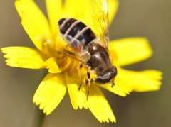 Eristalis arbustorum